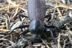 2017 Best Bug Photo - Steve Riegel