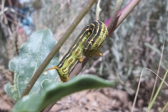 2019 Best Bug Photo - Erick White