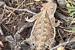 RMSS 2023 Best Bug/Reptile Photo - Emmeline Huston