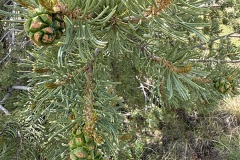 2025_RMSS_Gallery_0042