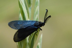 2025_RMSS_Gallery_0075