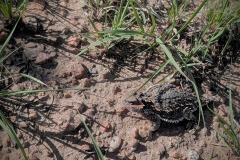 2025_RMSS_Gallery_0109