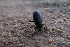 Best_Bug_P1010698