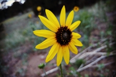 Misc_YellowFlower